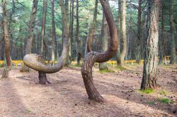 La Foresta Danzante a Curonian Spit, Kaliningrad, Russia. Siamo in una sottile striscia di terra che si estende per 98 chilometri e divide la laguna dei Curi dal Mar Baltico.
