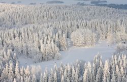 La foresta di Kuopio vista dall'alto con la neve e gli sciatori, Finlandia. Circa la metà dell'estensione della cittadina è occupata da foreste e acqua. In inverno le nevicate ...