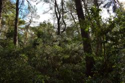 La Foresta Mercadante vicino a Cassano delle Murge in Puglia.