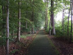 La foresta Schtzenwald vicino a Schwalmstadt, il bosco della fiaba di Cappuccetto Rosso. Siamo nel land dell'Assia, in Germania: nella cittadina di Schwalmstadt, a 234 metri sul livello ...