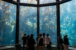 La Kelp Forest una delle attrazioni del Monterey Bay Aquarium che consente si ammirare qesto ecosistema unico della costa della Callifornia. - © David Litman / Shutterstock.com