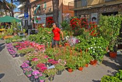 La mostra mercato dei fiori a Punta Marina sulla riviera romagnola - © claudio zaccherini / Shutterstock.com