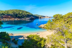 La natura incontaminata e il mare pulito di Cala Salada a Ibiza in Spagna