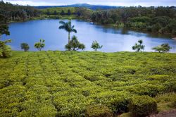 La piantagione di Té a Bois Cheri sulle colline dell'isola di Mauritius