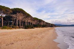 La Pineta costiera sul Mar Tirreno non distante da Cecina in Toscana