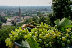 La provincia di Treviso fotografata dalle colline del Prosecco, il celebre vino frizzante veneto - © Stefano Mazzola / Shutterstock.com