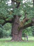 La quercia millenaria di Bad Blumau in Austria - © Claus Ableiter - CC BY 3.0, Wikipedia