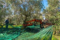 La raccolta delle olive a Terricciola in Toscana  - © muph / Shutterstock.com