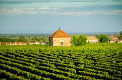 La regione vinicola di Savigny les Beaune in Borgogna, Francia centrale. - © Massimo Santi / Shutterstock.com