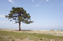 La ricca vegetazione di Solenzara, Corsica - situato nella costa orientale della Corsica, a meno di 40 chilometri da Porto Vecchio, il territorio di Solenzara è incredibilmente ricco ...