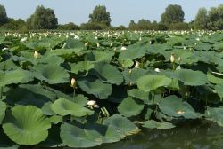 La Riserva Naturale delle Valli del Mincio vicino a Curtatone