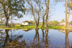 La riserva naturale di Karacabey Longozu nei pressi di Bursa, Turchia.
