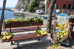La sagra del Limone a Monterosso al Mare: l'evento si svolge ogni anno a metà maggio ed accende di colore giallo il borgo delle CInqueterre - @ Pro Loco Monterosso