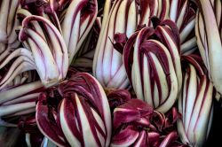 La Sagra del Radicchio Rosso di Treviso IGP Tardivo a Zero Branco, Veneto