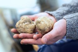 La Sagra del Tartufo Bianco Pregiato di Savigno celebra l'eccellente fungo ipogeo che si raccoglie sulle colline della Val Samoggia, a sud di Bologna