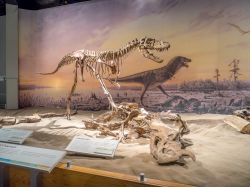 La spettacolare mostra di dinosauri a Drumheller in Canada. Il Museo Tyrrel offre tantissimi rettili ed un totale di circa 130.000 fossili esposti - © Jeff Whyte / Shutterstock.com