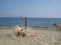 La spiaggia del Bau Bau Village di Albissola Marina in Liguria: la prima spiaggia per cani  - © Bau Bau Village