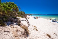 La Spiaggia delle Bombarde rimane a nord di Alghero in Sardegna, direzione di Fertilia - © gevision / Shutterstock.com
