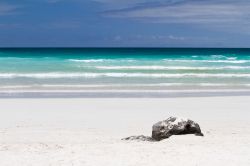 La gigantesca spiaggia di Tortuga Bay, sull'isola di Santa Cruz, che i visitatori possono raggiungere anche a piedi con una passeggiata di 20 minuti dopo aver firmato l'ingresso (e poi ...