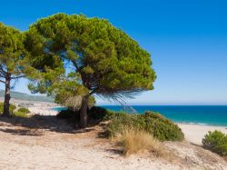 La spiaggia di Bolonia a Tarifa: un pino sulla grande duna di sabbia