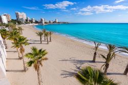 La spiaggia di La Albufereta con palme a Alicante, Spagna. Nonostante la popolarità, è poco frequentata.
