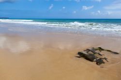La spiaggia di Porto Santo (Arcipelago di amdeira) è considerata tra le 10 spiagge sabbiose più belle d'Europa.