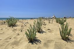 La spiaggia selvaggia di  Collelungo a Marina di Alberese, Parco Regionale della Maremma