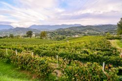 La Strada del Prosecco nei pressi di Refrontolo, provincia di Treviso