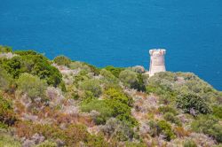 La torre genovese di Campanella e la macchia mediterranea della costa di Serra di Ferro in Corsica