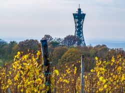 La torre Vinarium a Lendava (Slovenia) con i vigneti in primo piano.

