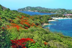 La vegetazione rigogliosa di Rodney Bay nel Mar dei Caraibi, isola di Saint Lucia.