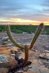 Un cactus nato tra le rocce granitiche dei Lajedo de Pai Mateus in Brasile