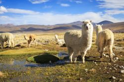 Lama nelle Ande nei pressi di Arequipa e Colca Canyon, Perù. Una simpatica immagine di questi grossi camelidi originari del Sudamerica.
