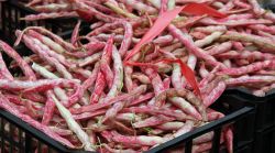 Lamon, Veneto: qui si celebra la Festa del Fagiolo, il prodotto tipico della regione.