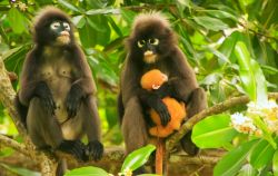 Esemplari di langur dagli occhiali con un piccolo sull'isola di Wua Talap, Thailandia. Queste scimmie sedute sul ramo di un albero sono ospitate nel parco nazionale marino di Ang Thong.

 ...