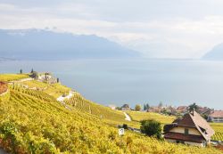 Lavaux, vigneti terrazzati, Svizzera.