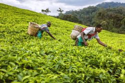 Lavoratori africani nelle piantagioni di tè nei pressi di Kigali, Ruanda - © sifkigali / Shutterstock.com