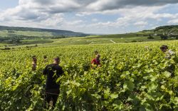 Lavoratori in un vigneto a Tincourt, nei pressi di Epernay, distretto di Marne-la-Vallee (Francia) - © Daan Kloeg / Shutterstock.com