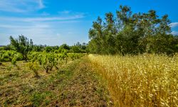 Le campagne del Medio Campidano non distanti da Serrenti in Sardegna