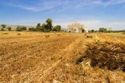 Le campagne di Manfredonia e la Basilica di Siponto in Puglia