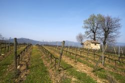 Le campagne di Passirano di Brescia, sulla Strada del Vino di Franciacorta in Lombardia