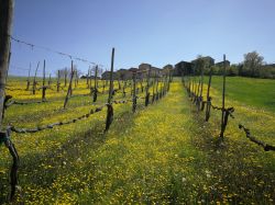 Le campagne in fiore, siamo ad Albareto di Parma in Emilia-Romagna © mamex4 / Shutterstock.com