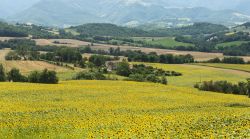 Le campagne intorno a Pergola: campo di girasoli fotografato in estate