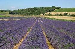 Le campagne intorno a VAlreas in Francia durante la fioritura della lavanda