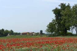 Le campagne intorno Cazzago San Martino (Bs) in Franciacorta, fotografate in primavera