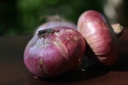 Le celebri cipolle rosse di Aquaviva delle Fonti in Puglia