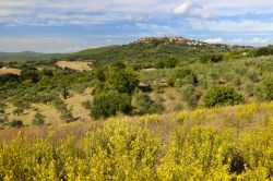 Le colline della Maremma nei dintorni di Civitella Paganico