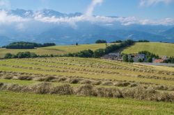 Le colline di Saint Hilaire de Touvet, valle dell'Isère, Francia, con l'erba tagliata e messa a seccare.
