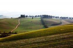 Le colline verdi toscane intorno a Lajatico