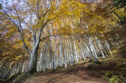 Le faggete delle foreste Casentinesi nei dintorni di Camaldoli, Toscana.